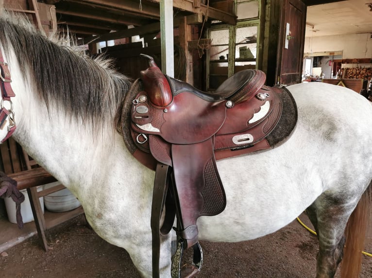 More ponies/small horses Mix Mare 10 years 13,2 hh Grey in Silz