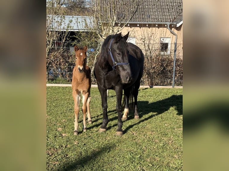 More ponies/small horses Mare 10 years 14 hh Black in Daleiden