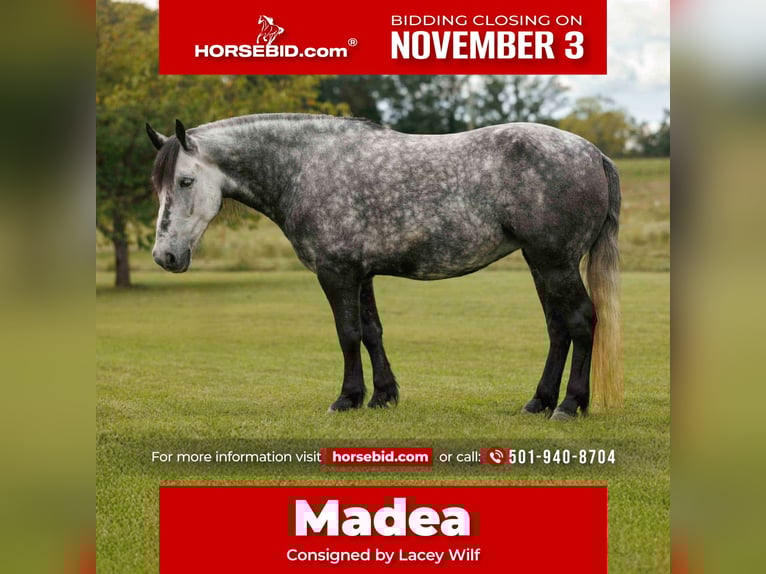 More ponies/small horses Mare 10 years 14,1 hh Grey in Quitman