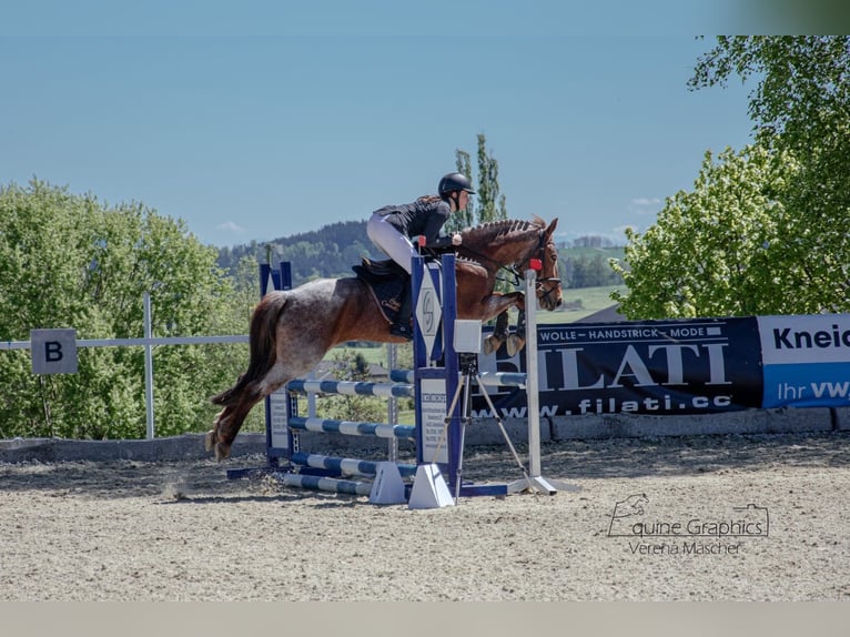 More ponies/small horses Mix Mare 10 years 14,2 hh Chestnut-Red in Gschwandt