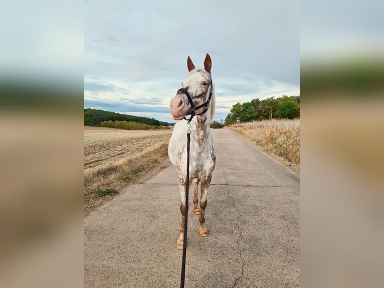 More ponies/small horses Mix Mare 10 years 14,2 hh Roan-Red in Zellingen