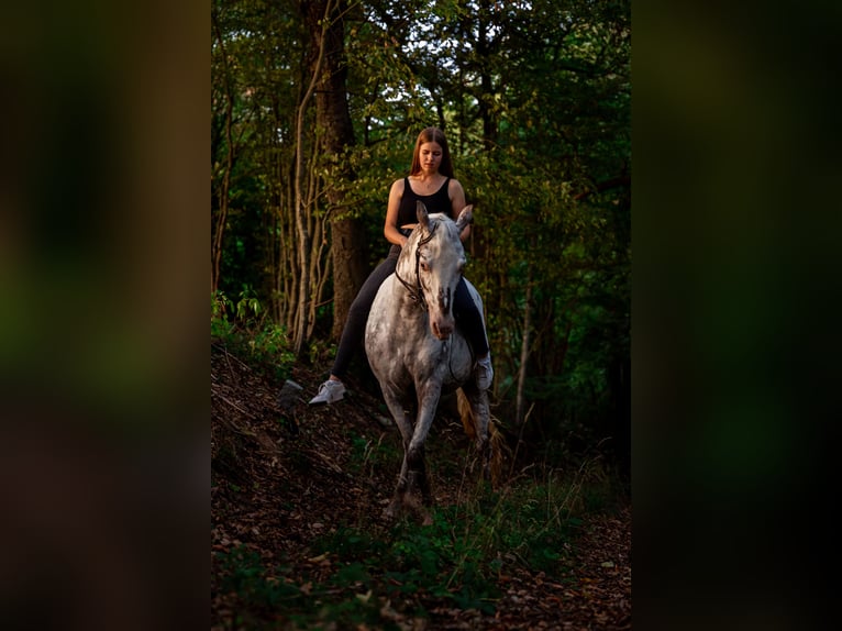 More ponies/small horses Mix Mare 10 years 14,2 hh Roan-Red in Zellingen