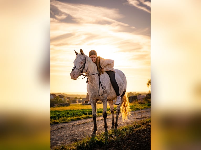 More ponies/small horses Mix Mare 10 years 14,2 hh Roan-Red in Zellingen