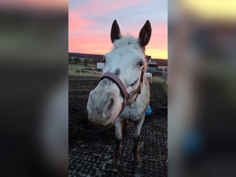 More ponies/small horses Mix Mare 10 years 14,2 hh Roan-Red in Zellingen