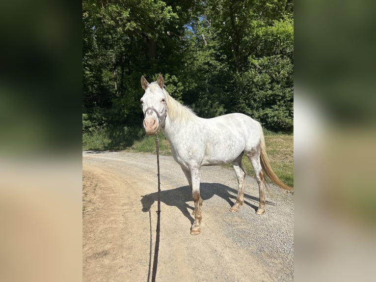 More ponies/small horses Mix Mare 10 years 14,2 hh Roan-Red in Zellingen