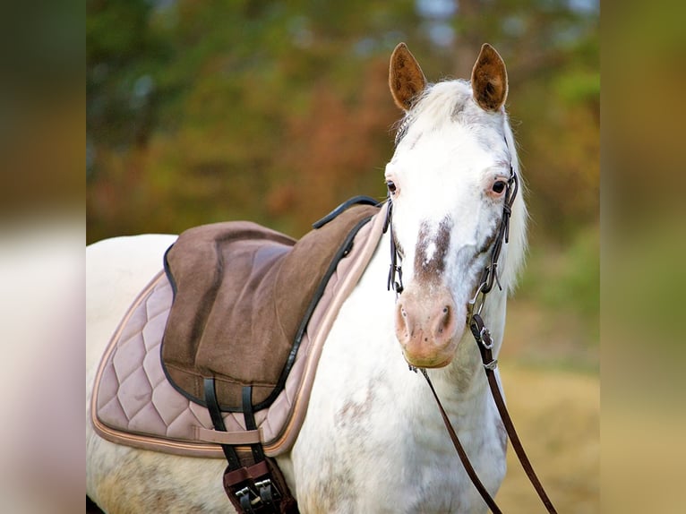 More ponies/small horses Mix Mare 10 years 14,2 hh Roan-Red in Zellingen