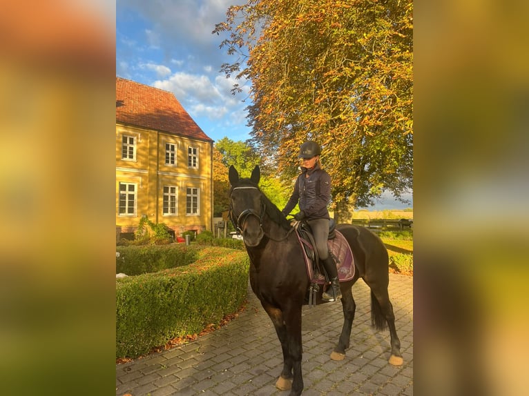 More ponies/small horses Mare 10 years 15.1 hh Bay-Dark in Neugaarz