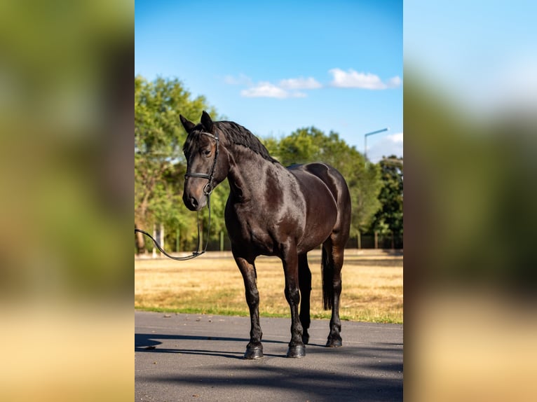More ponies/small horses Mare 10 years 15.1 hh Bay-Dark in Neugaarz