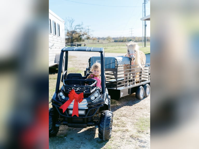 More ponies/small horses Mare 10 years 8 hh Grey in Normangee, TX