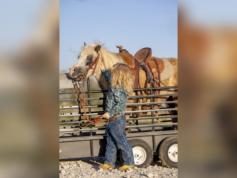 More ponies/small horses Mare 10 years 8 hh Grey in Normangee, TX