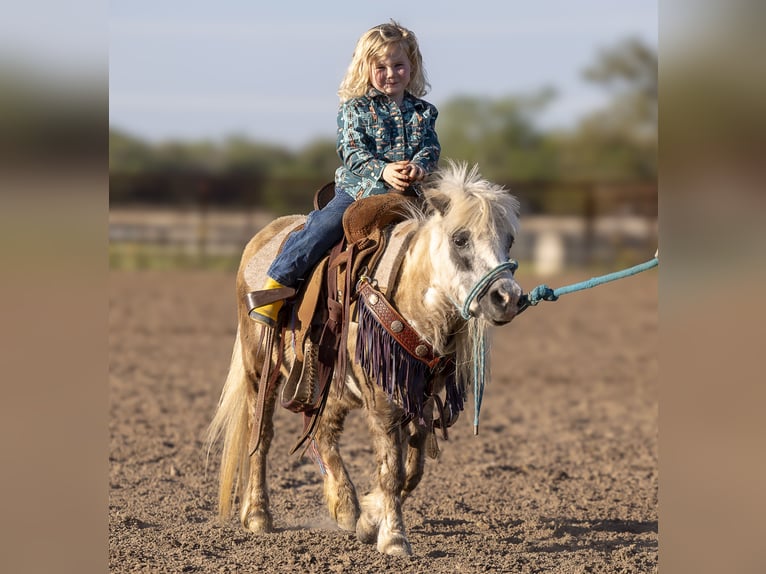 More ponies/small horses Mare 10 years 8 hh Grey in Normangee, TX