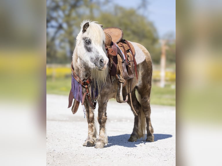 More ponies/small horses Mare 10 years 8 hh Grey in Normangee, TX