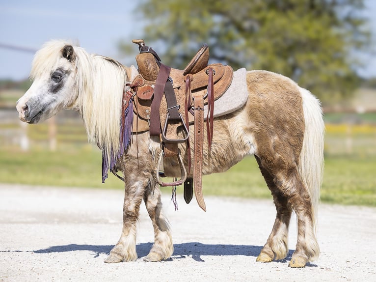 More ponies/small horses Mare 10 years 8 hh Grey in Normangee, TX