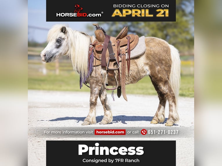 More ponies/small horses Mare 10 years 8 hh Grey in Normangee, TX