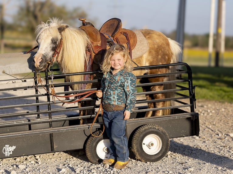 More ponies/small horses Mare 10 years 8 hh Grey in Normangee, TX