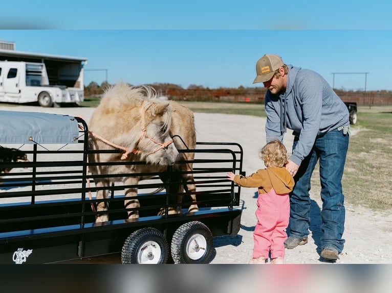 More ponies/small horses Mare 10 years 8 hh Grey in Normangee, TX