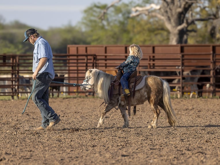 More ponies/small horses Mare 10 years 8 hh Grey in Normangee, TX