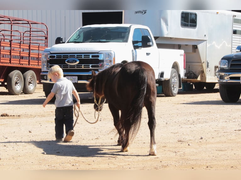 More ponies/small horses Mare 10 years 9 hh Black in Mount Vernon