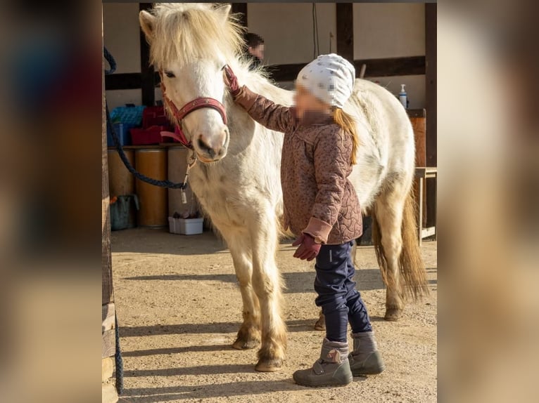 More ponies/small horses Mare 11 years 11.1 hh Grey in Plattenburg
