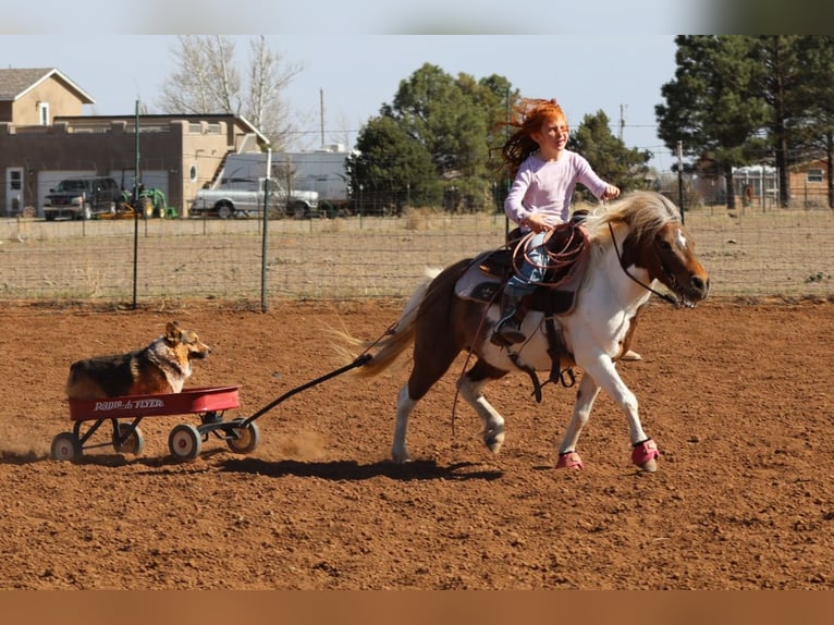More ponies/small horses Mare 11 years 11.1 hh Pinto in Edgewood