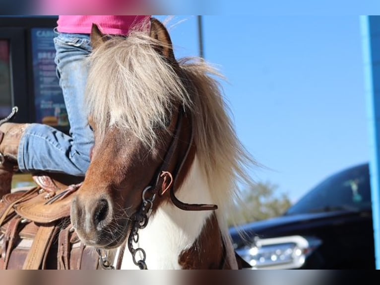 More ponies/small horses Mare 11 years 11.1 hh Pinto in Edgewood
