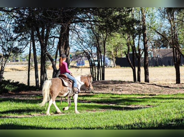 More ponies/small horses Mare 11 years 11.1 hh Pinto in Edgewood