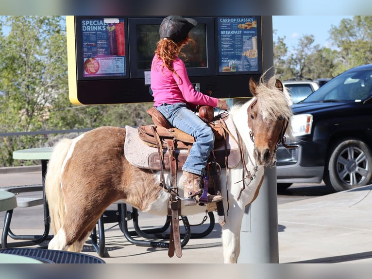 More ponies/small horses Mare 11 years 11.1 hh Pinto in Edgewood