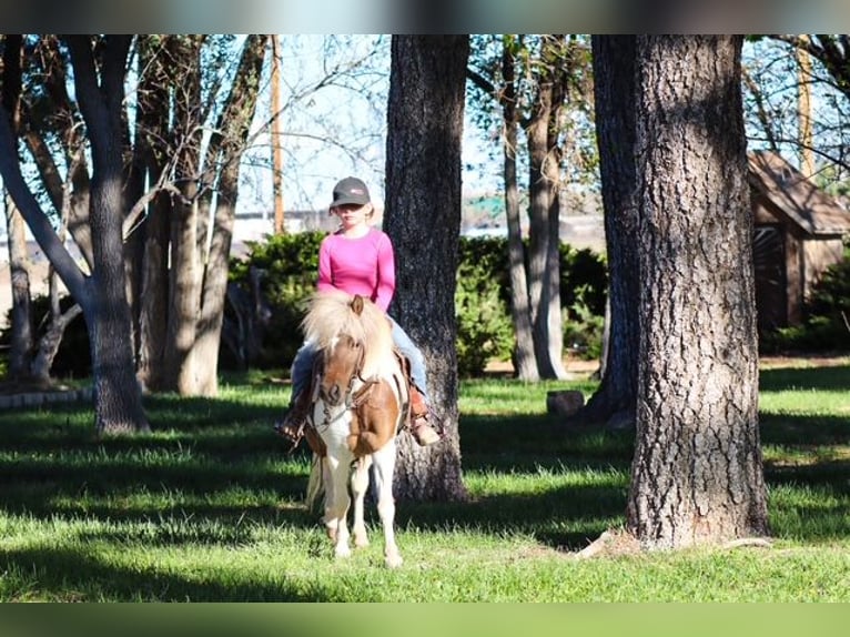 More ponies/small horses Mare 11 years 11.1 hh Pinto in Edgewood