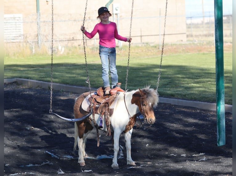 More ponies/small horses Mare 11 years 11.1 hh Pinto in Edgewood
