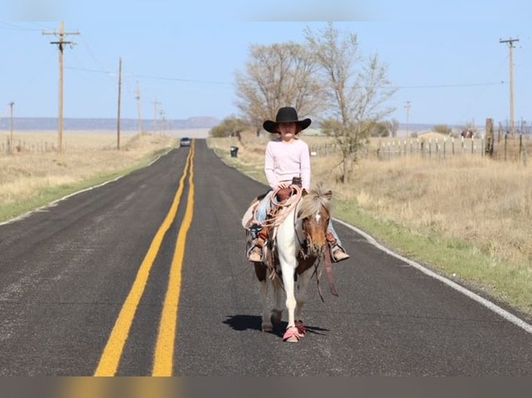 More ponies/small horses Mare 11 years 11.1 hh Pinto in Edgewood