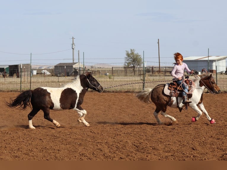 More ponies/small horses Mare 11 years 11.1 hh Pinto in Edgewood