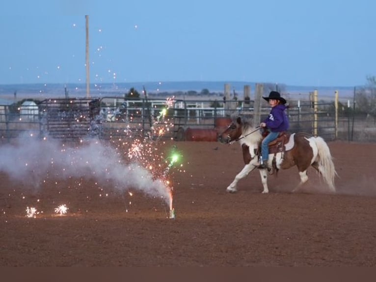 More ponies/small horses Mare 11 years 11.1 hh Pinto in Edgewood