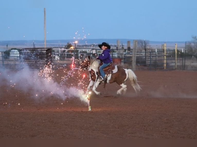 More ponies/small horses Mare 11 years 11.1 hh Pinto in Edgewood