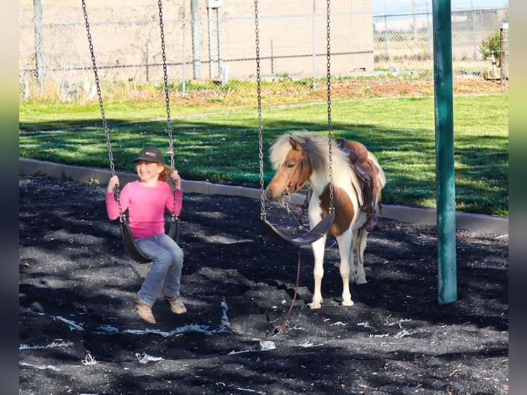 More ponies/small horses Mare 11 years 11.1 hh Pinto in Edgewood