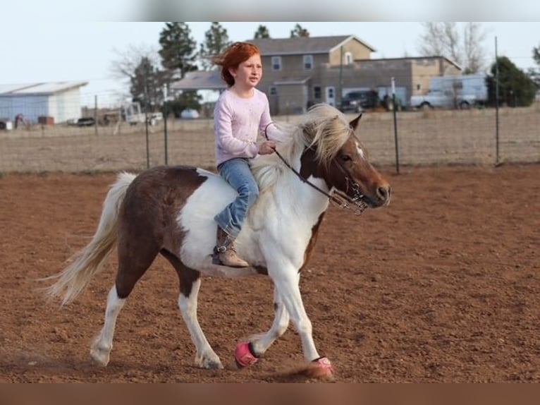 More ponies/small horses Mare 11 years 11.1 hh Pinto in Edgewood