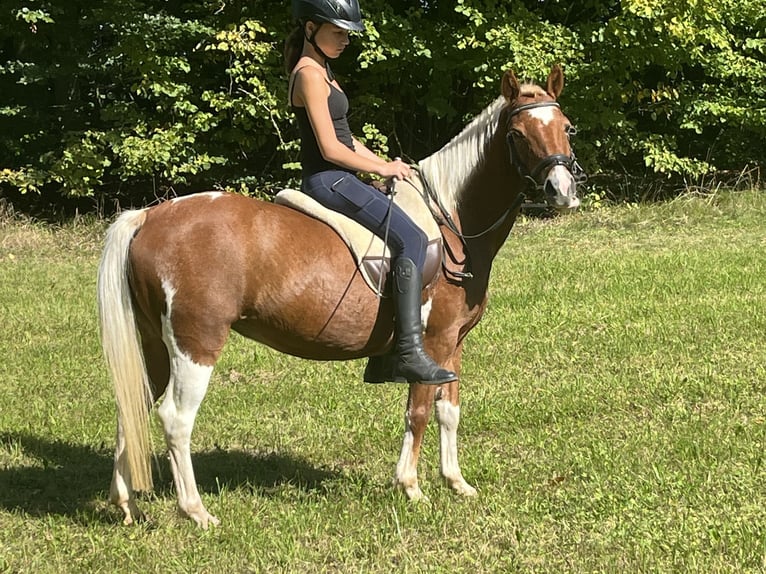 More ponies/small horses Mare 11 years 12,1 hh Pinto in Ursensollen