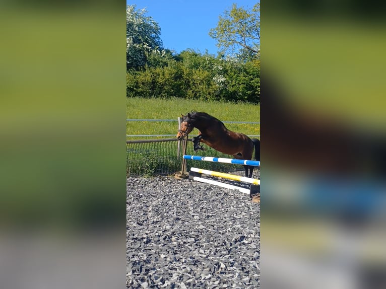 More ponies/small horses Mare 11 years 13.1 hh Brown in Aalen-Hofen