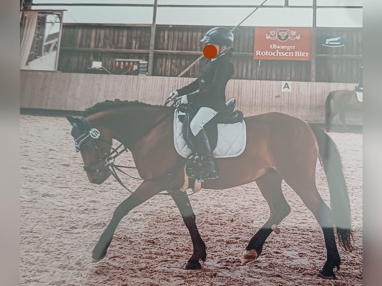 More ponies/small horses Mare 11 years 13.1 hh Brown in Aalen-Hofen