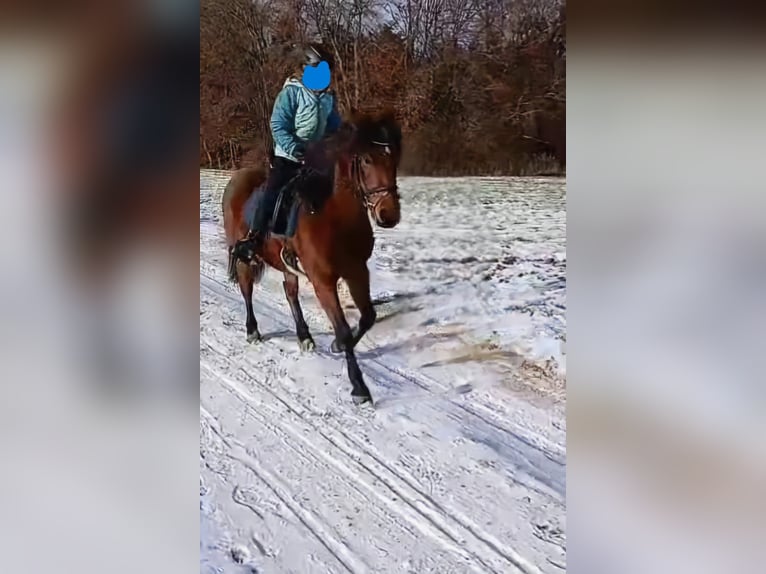 More ponies/small horses Mare 11 years 13.1 hh Brown in Aalen-Hofen