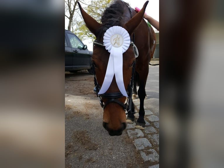 More ponies/small horses Mare 11 years 13.1 hh Brown in Aalen-Hofen