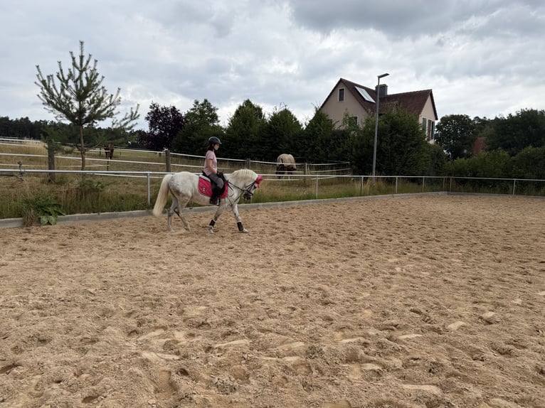 More ponies/small horses Mare 11 years 13.2 hh Grey in Neuendettelsau