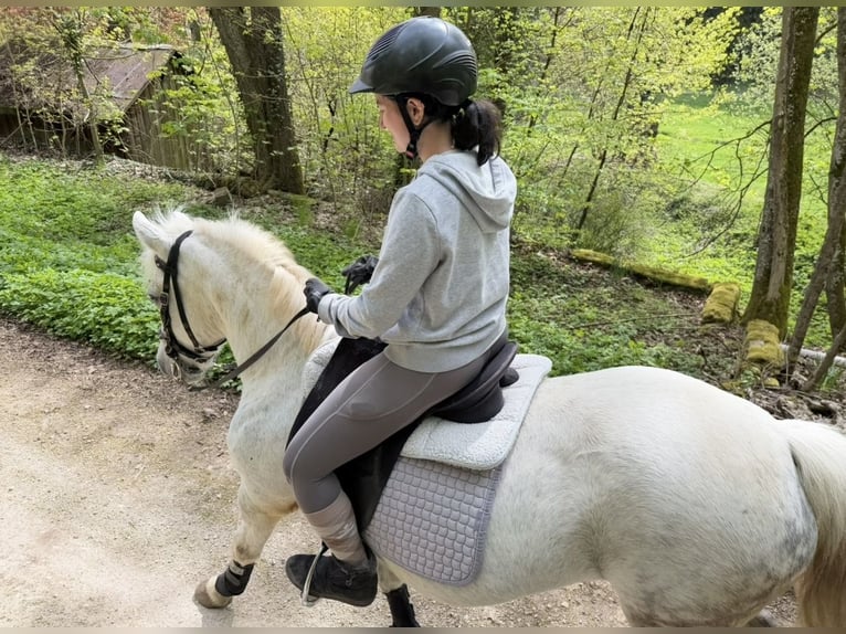 More ponies/small horses Mare 11 years 13.2 hh Grey in Neuendettelsau
