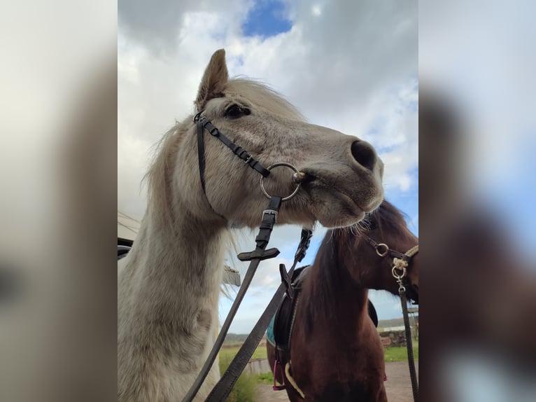 More ponies/small horses Mix Mare 11 years 13 hh Grey-Fleabitten in Wiesenburg