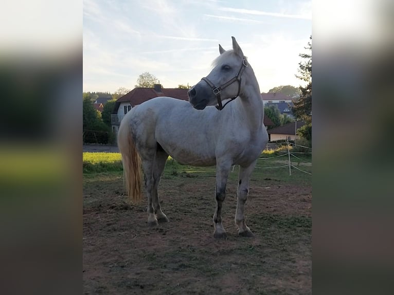 More ponies/small horses Mix Mare 11 years 13,1 hh Grey in Mudau