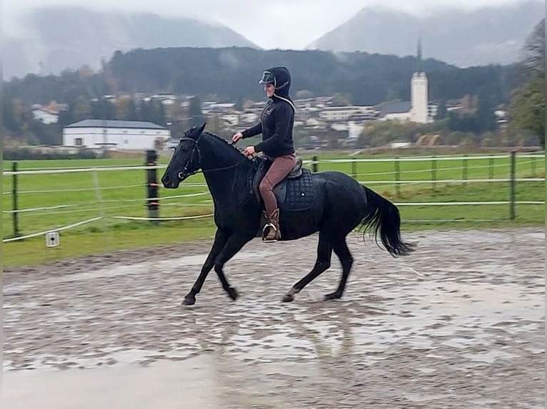 More ponies/small horses Mare 11 years 13,2 hh Black in Kirchbichl More ponies/small horses Mare 11 years 13,2 hh Black in Kirchbichl