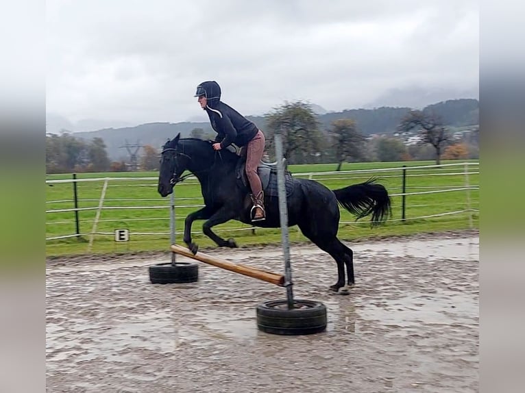 More ponies/small horses Mare 11 years 13,2 hh Black in Kirchbichl More ponies/small horses Mare 11 years 13,2 hh Black in Kirchbichl