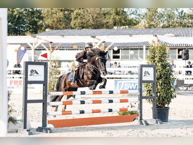 More ponies/small horses Mare 11 years 13,2 hh Pinto in Grevenbroich