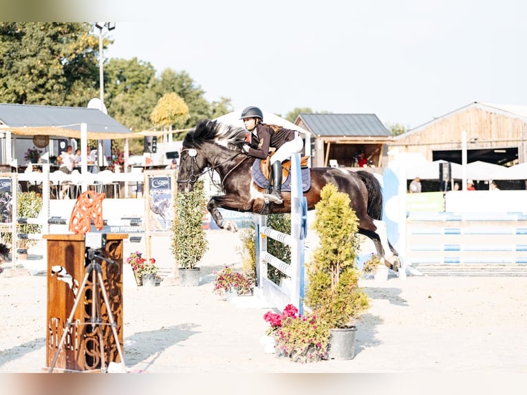 More ponies/small horses Mare 11 years 13,2 hh Pinto in Grevenbroich