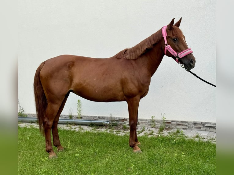 More ponies/small horses Mix Mare 11 years 14.1 hh Chestnut-Red in Wilhelmsburg