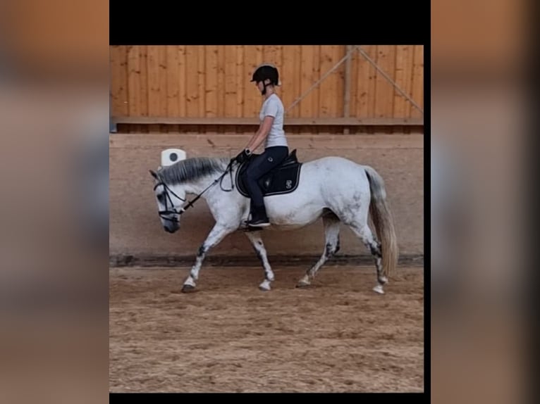 More ponies/small horses Mare 11 years 14.1 hh Grey in Pyrbaum